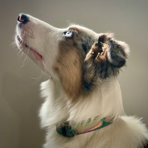 Load image into Gallery viewer, Image of dog looking up, wearing marbled leather dog collar.  Hand-stitched in teal thread, in abstract pattern of dark teal, maroon and peach
