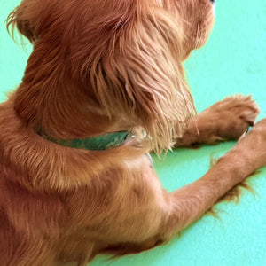 Load image into Gallery viewer, Marbled leather dog collar, in racing green, teal and bronze with brass rivet

