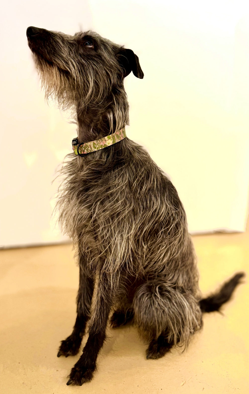 DOG COLLAR