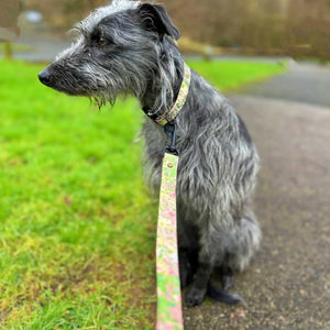 Load image into Gallery viewer, DOG COLLAR
